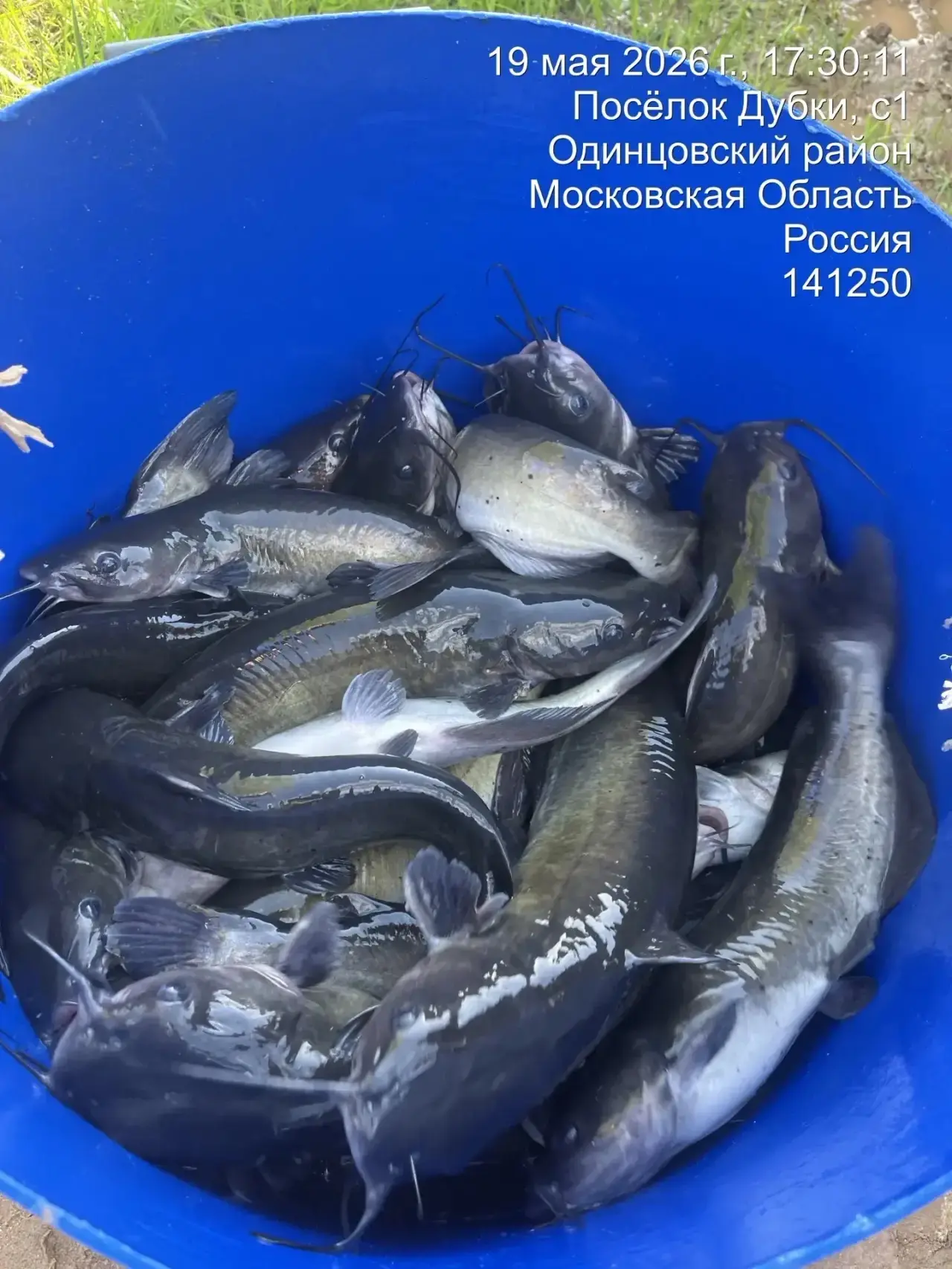 Зарыбление Американским канальным сомиком