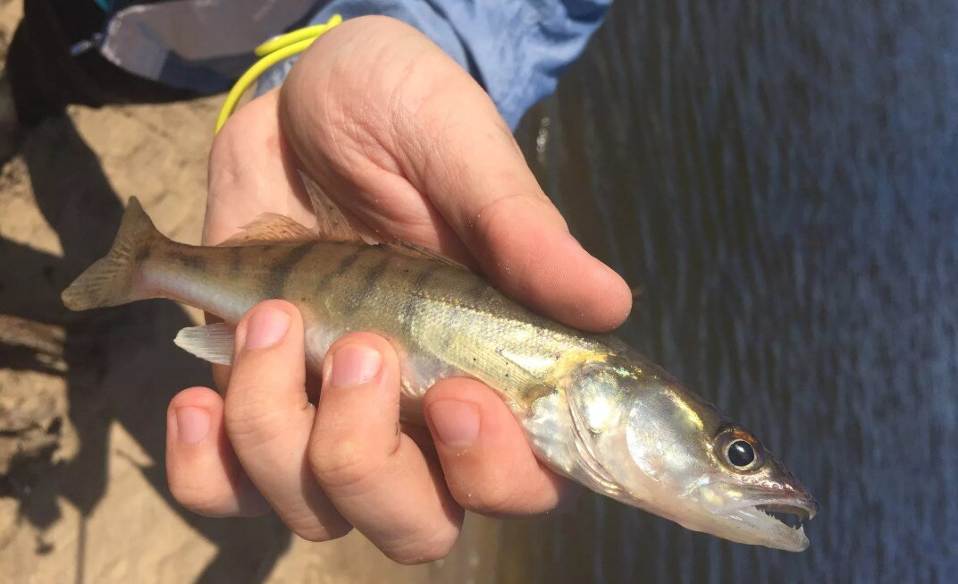 Добавка небольшого судака