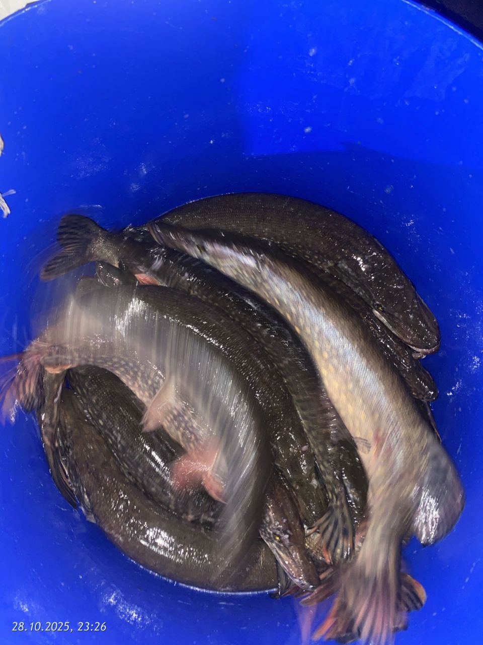 Пополнение "Красавицей" Щукой