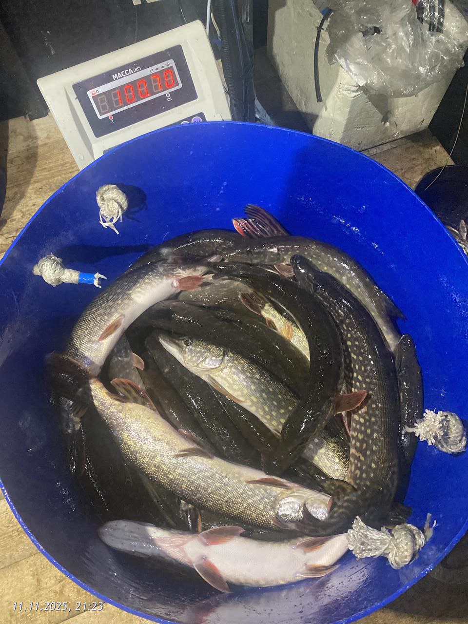 Еще одно пополнение зубастой