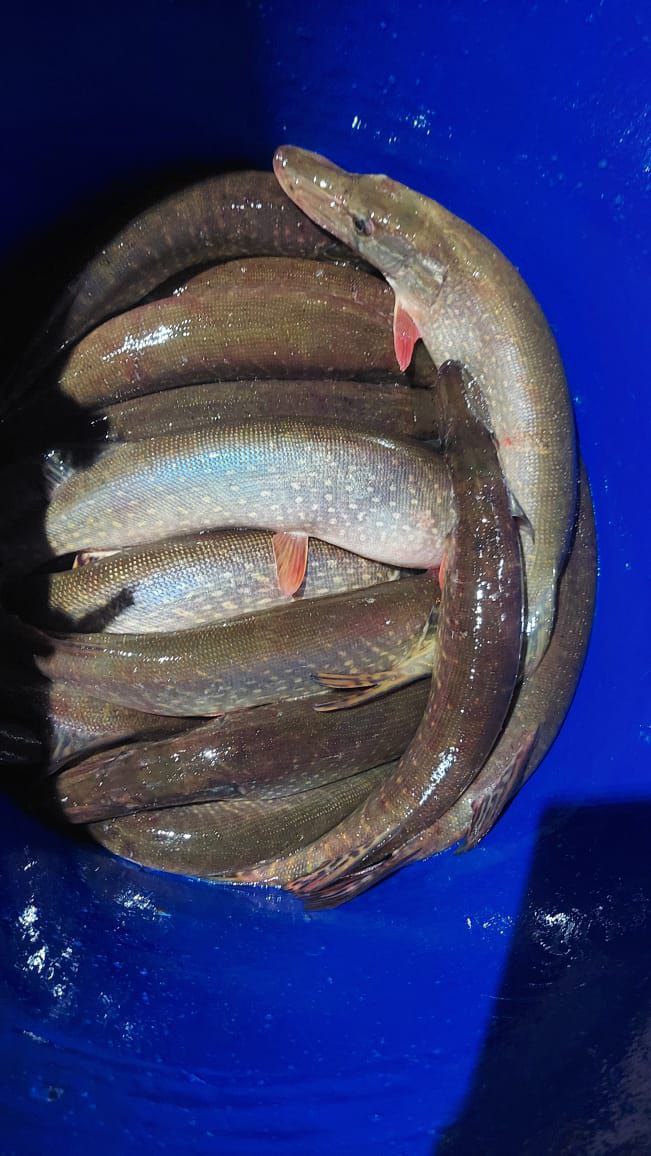 Неожиданное одно пополнение зубастой