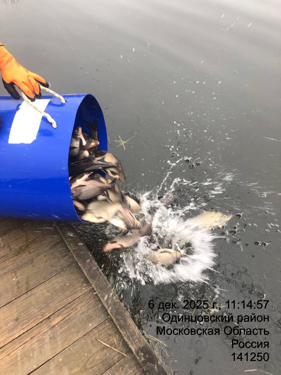 Готовимся ко льду. Привезли леща