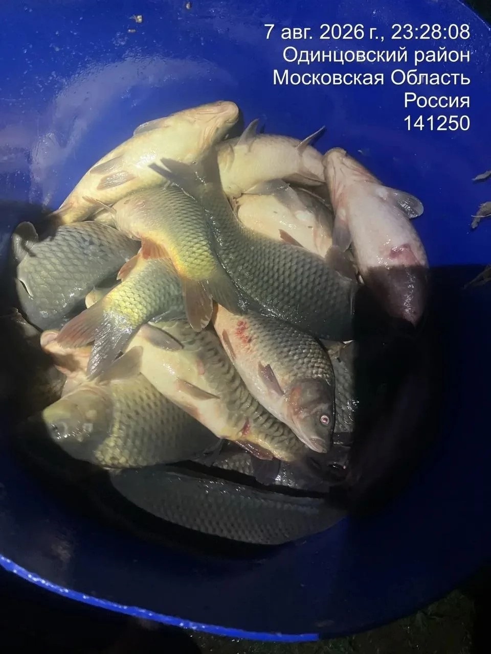 Зарыбление Карпом 