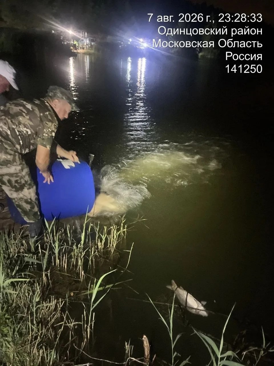 Зарыбление Карпом 