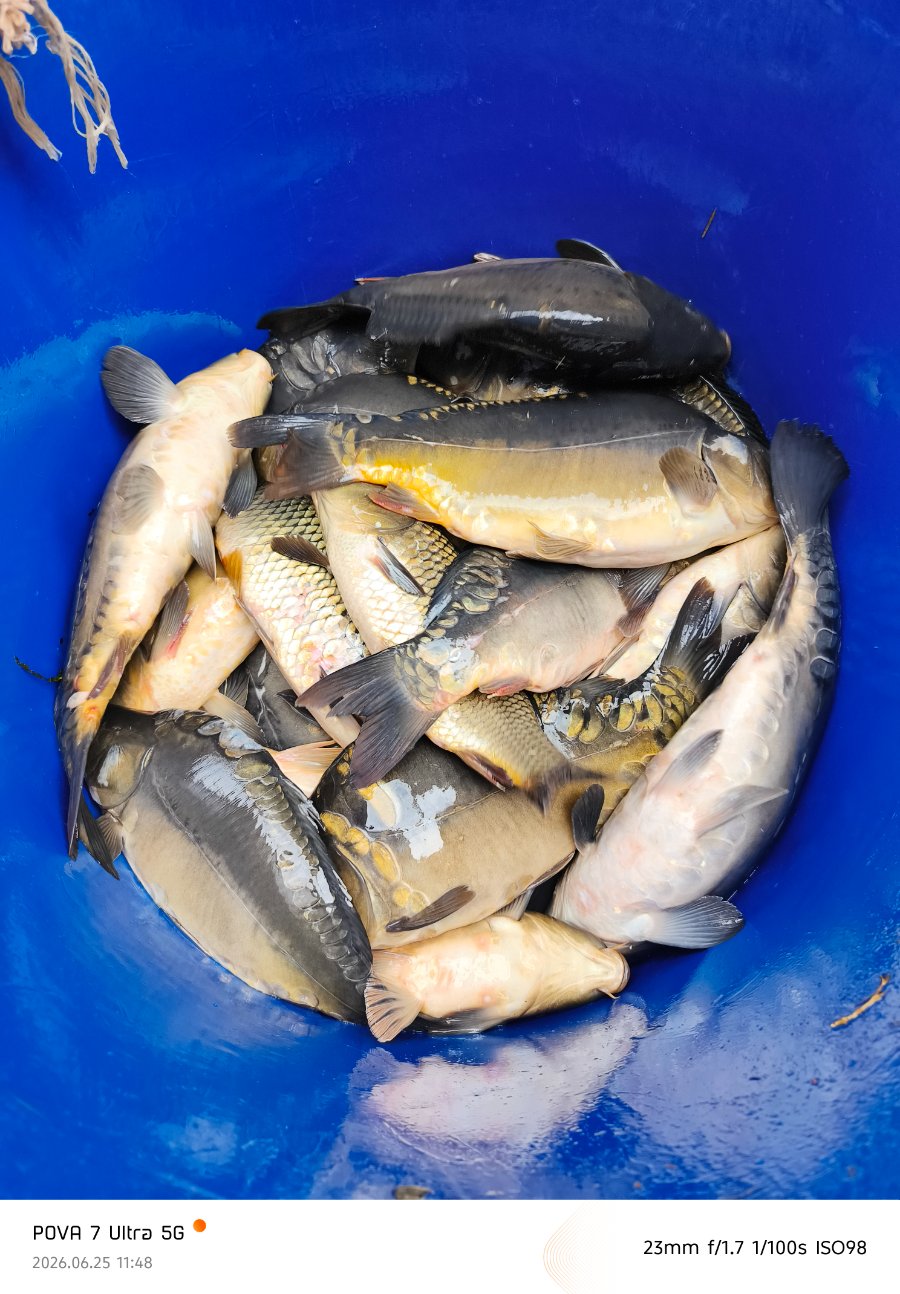 Зарыбление Карпом